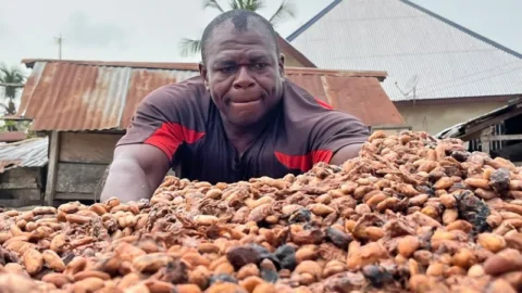 e53c1680 1422 11f1 9120 a910fc22c6ac.jpg 480x270 - Bitter times for cocoa farmers as chocolate market slumps